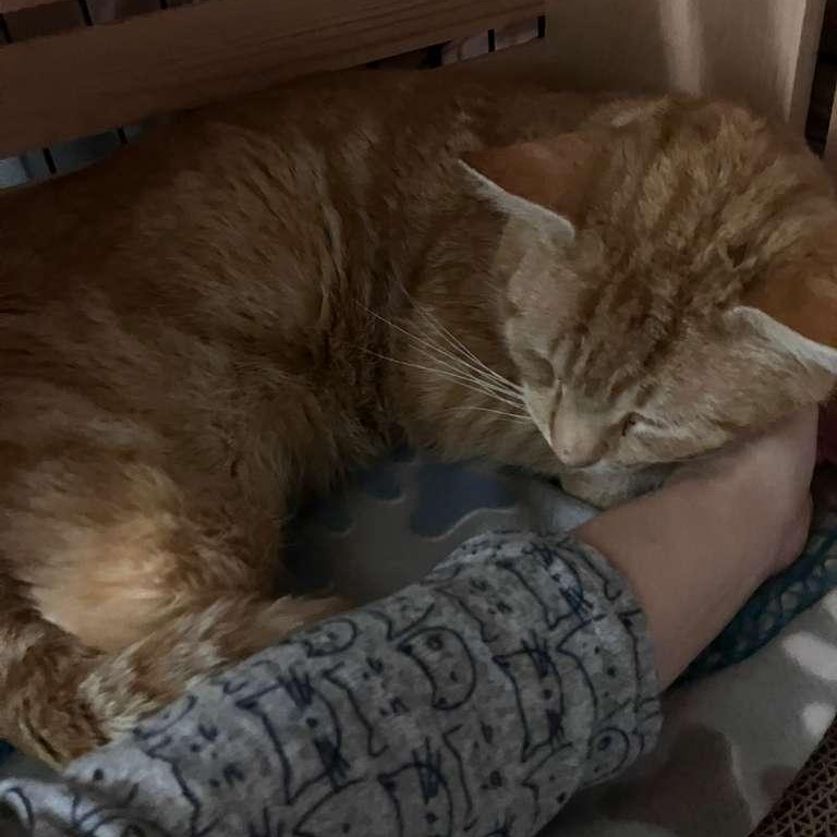 Harold — thumbnail 2