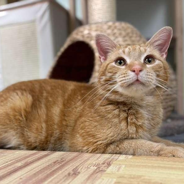 Harold, ADOPTABLE, Adult Male Domestic Short Hair.