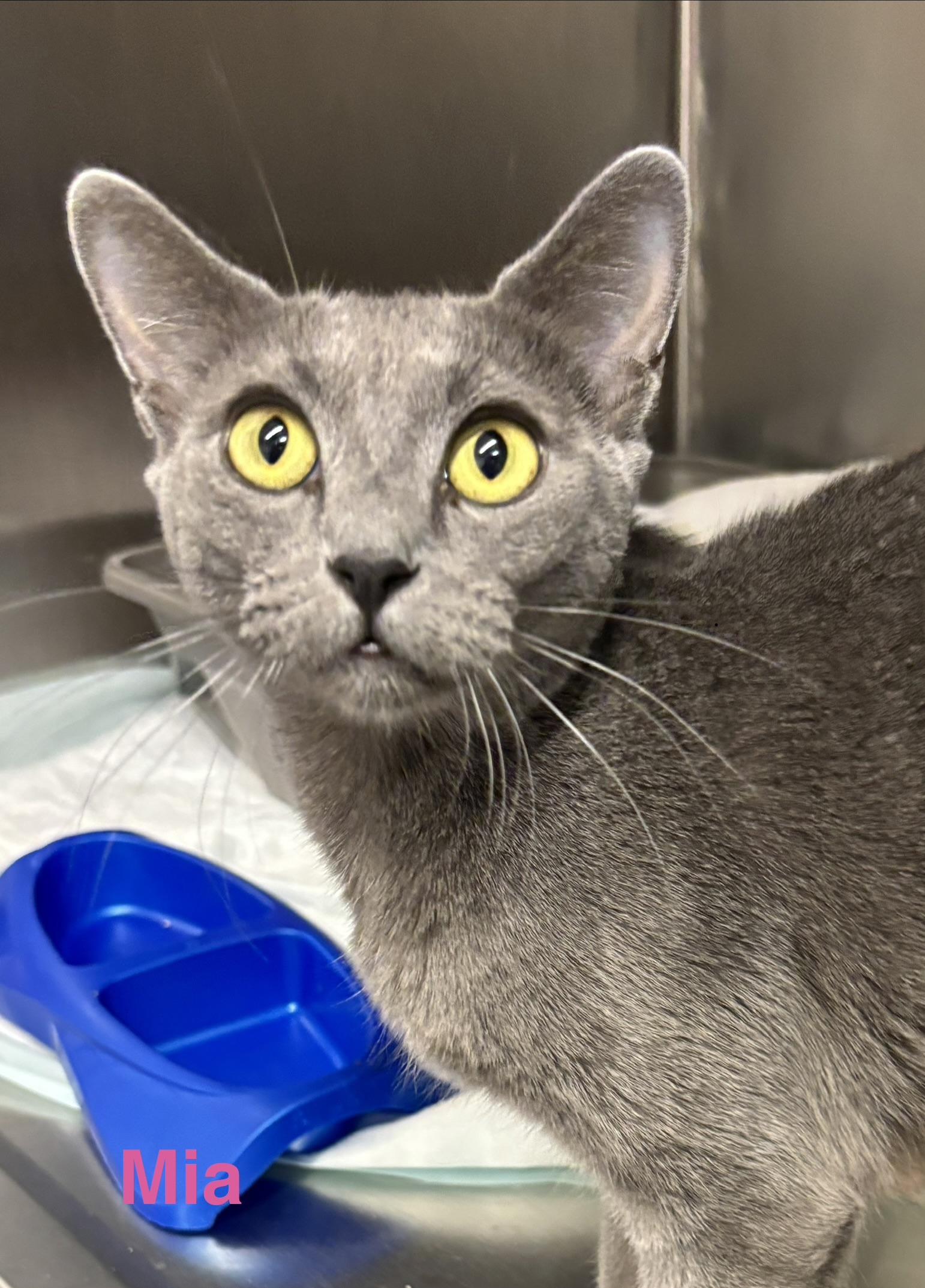 Enlarge Mia, a Adoptable Russian Blue in Las Vegas, NV image 1/1