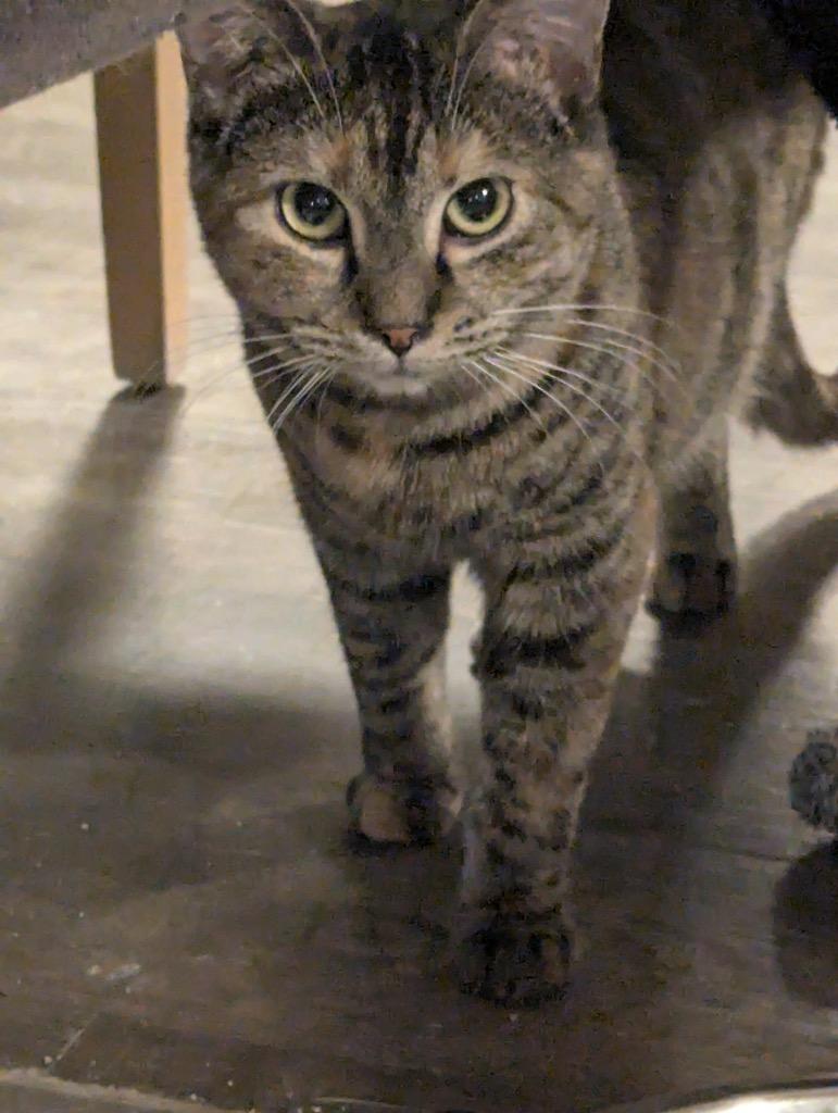 Reba, Adoptable, Young Female Domestic Medium Hair.