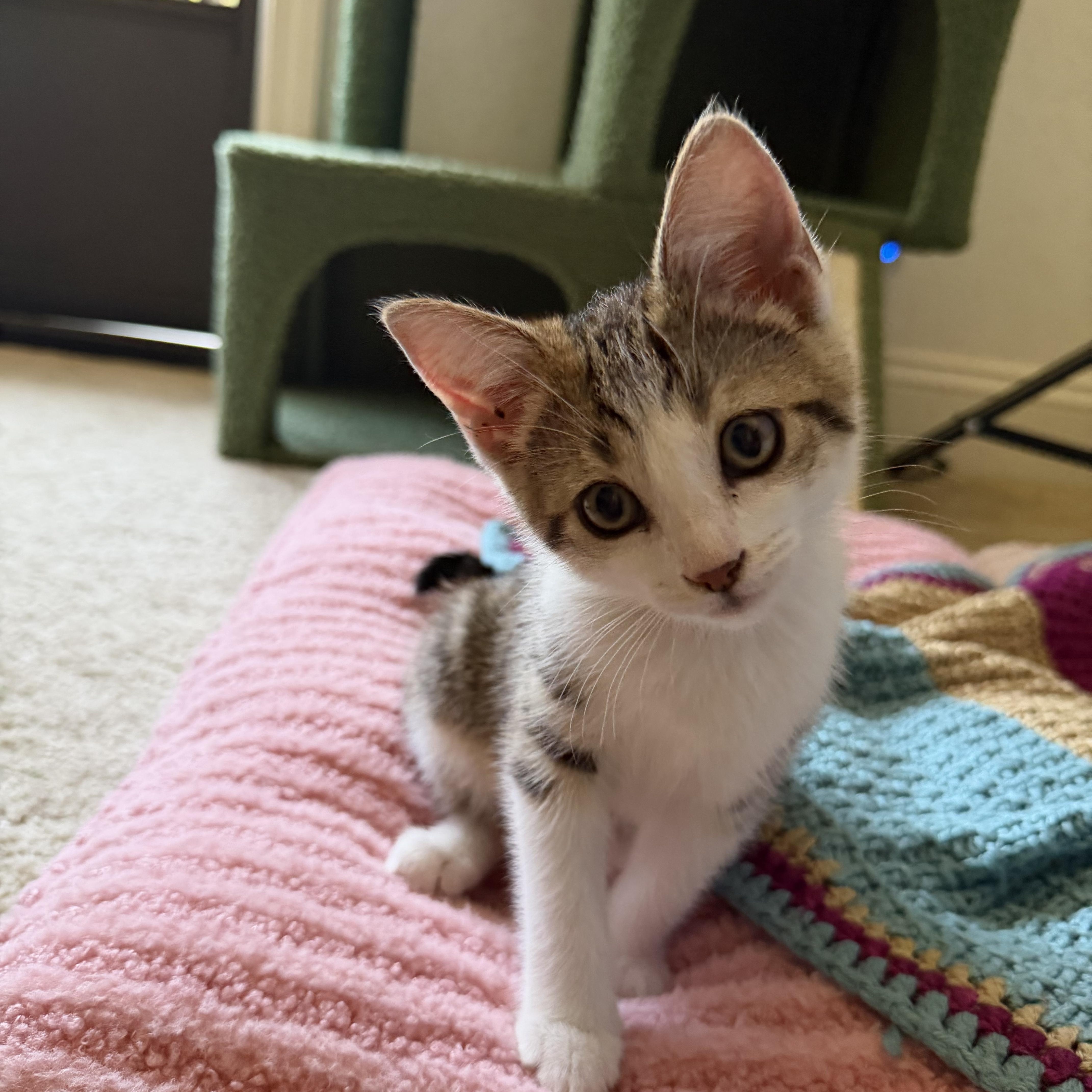 Enlarge Sweet Pea, a Adopted Domestic Short Hair in Gilroy, CA image 2/4
