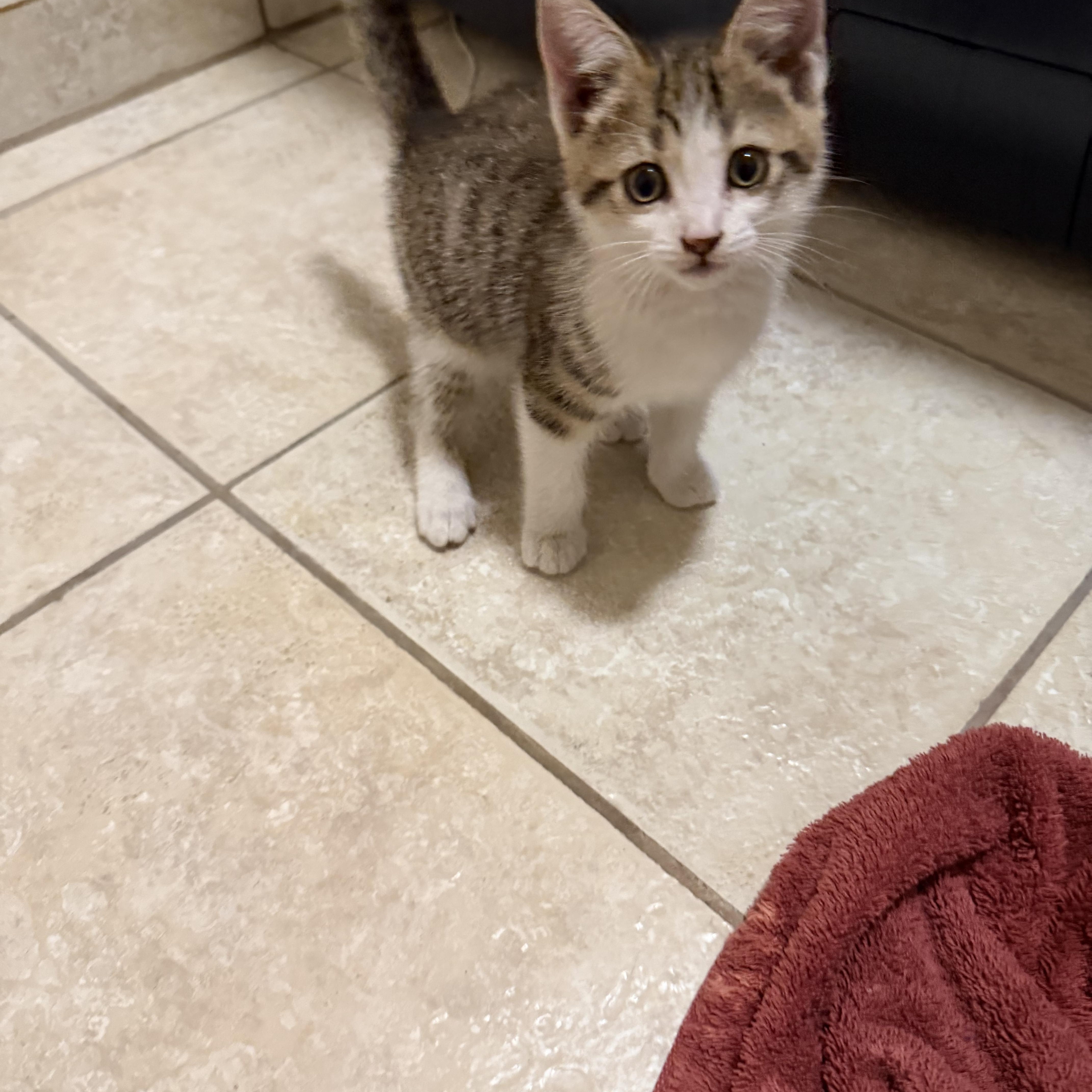 Enlarge Sweet Pea, a Adopted Domestic Short Hair in Gilroy, CA image 4/4