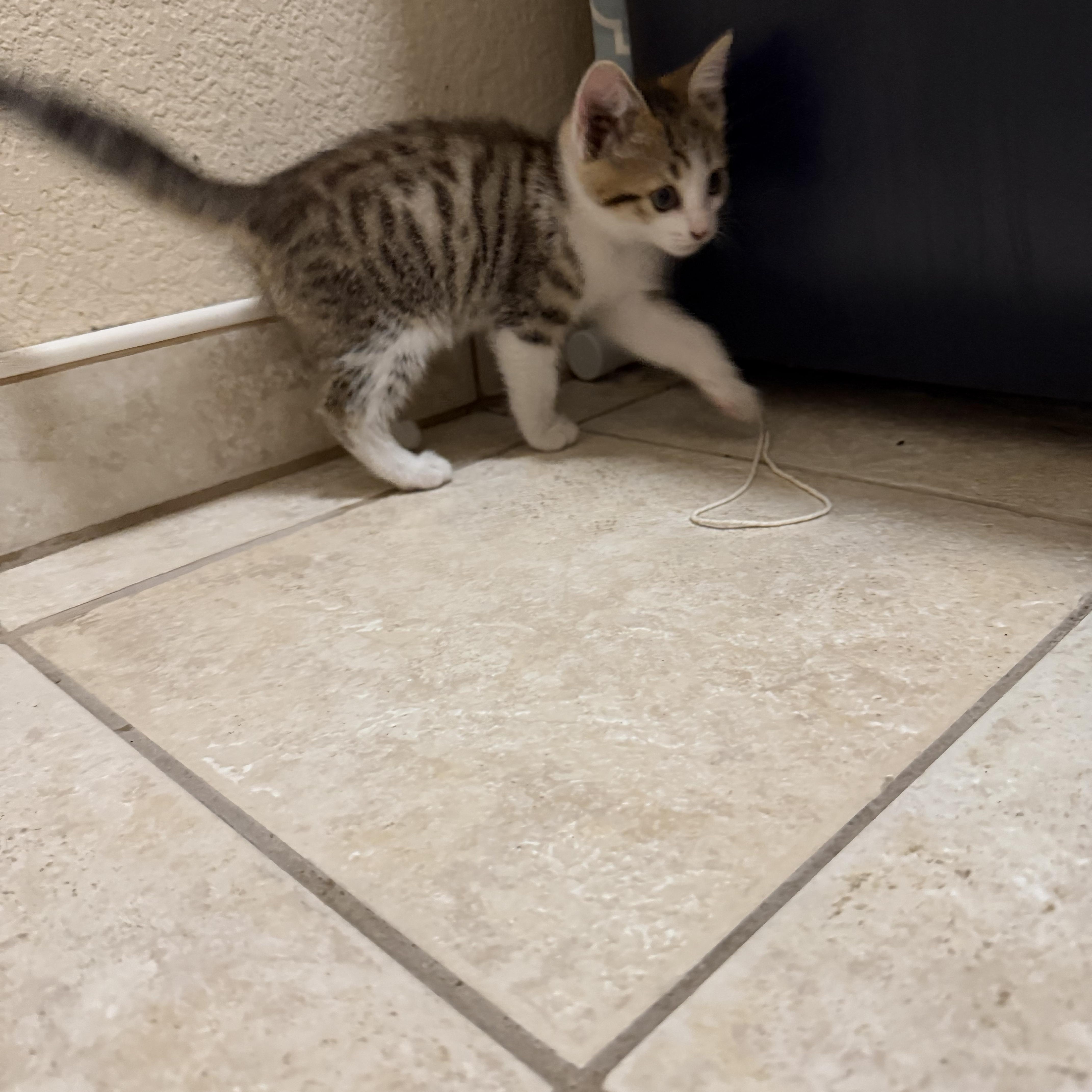 Enlarge Sweet Pea, a Adopted Domestic Short Hair in Gilroy, CA image 3/4