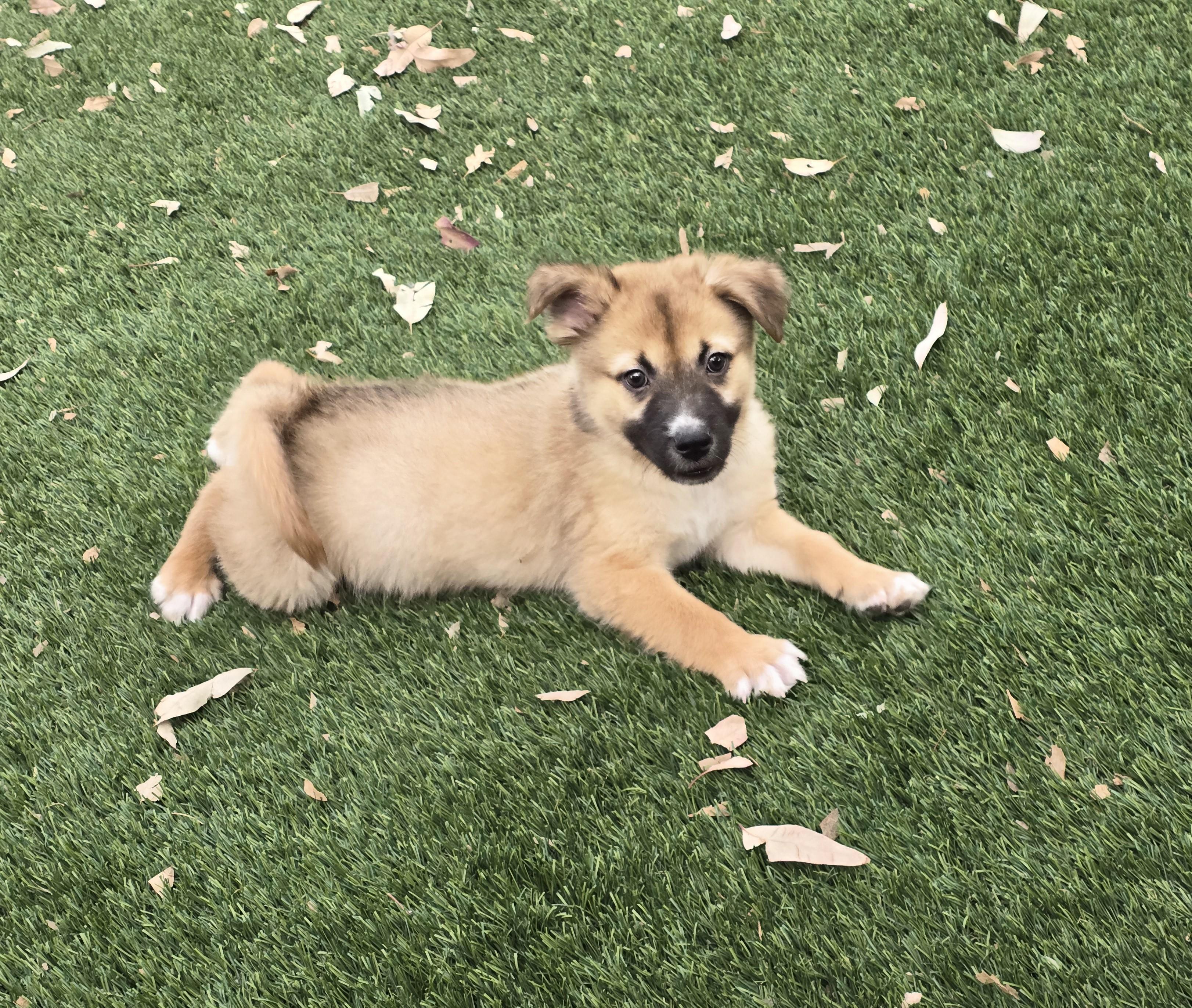 Enlarge Archibald, a ADOPTABLE mixed breed in Apache Junction, AZ image 3/4