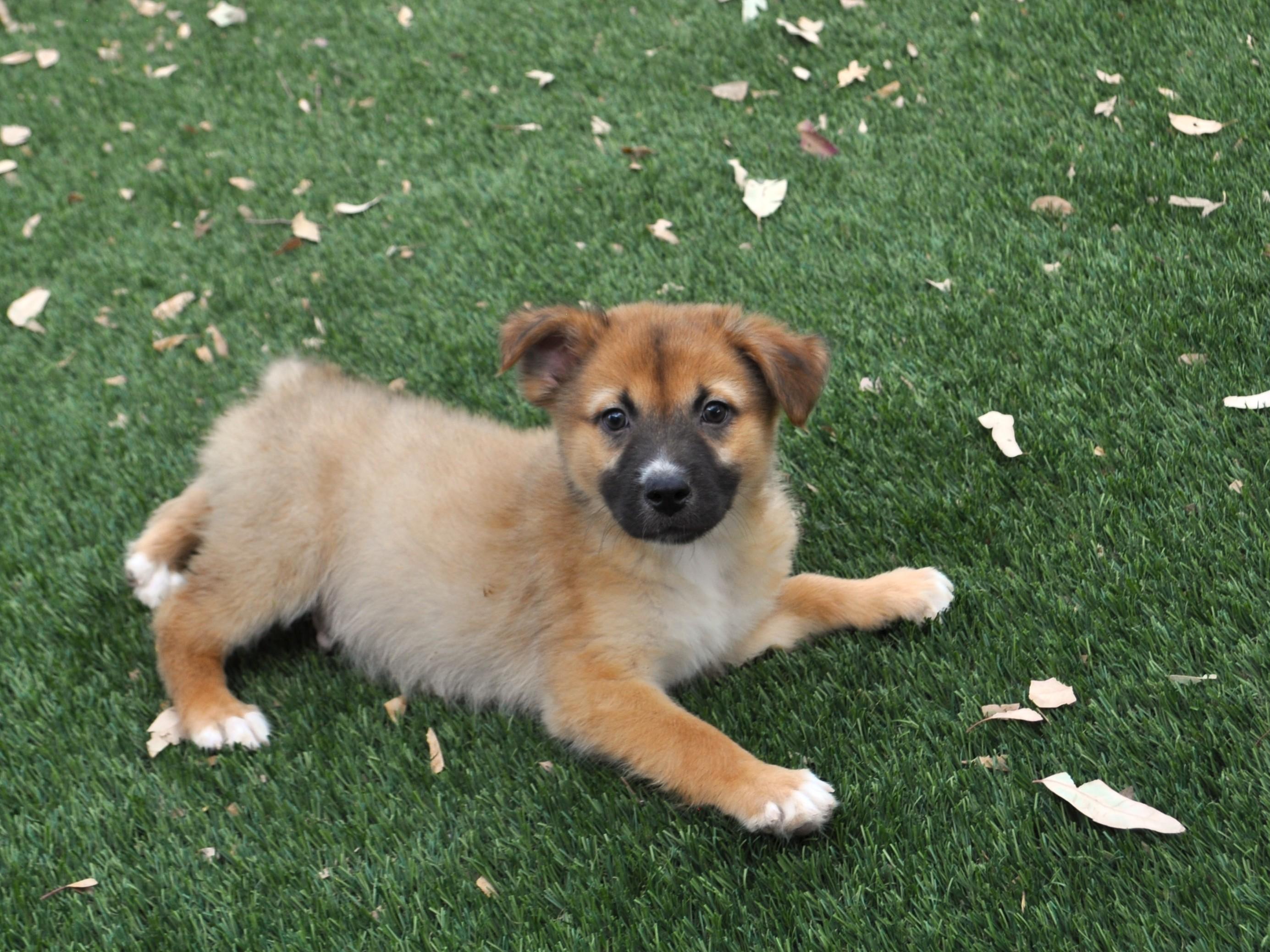 Archibald, ADOPTABLE, Puppy Male Australian Shepherd & Cattle Dog.