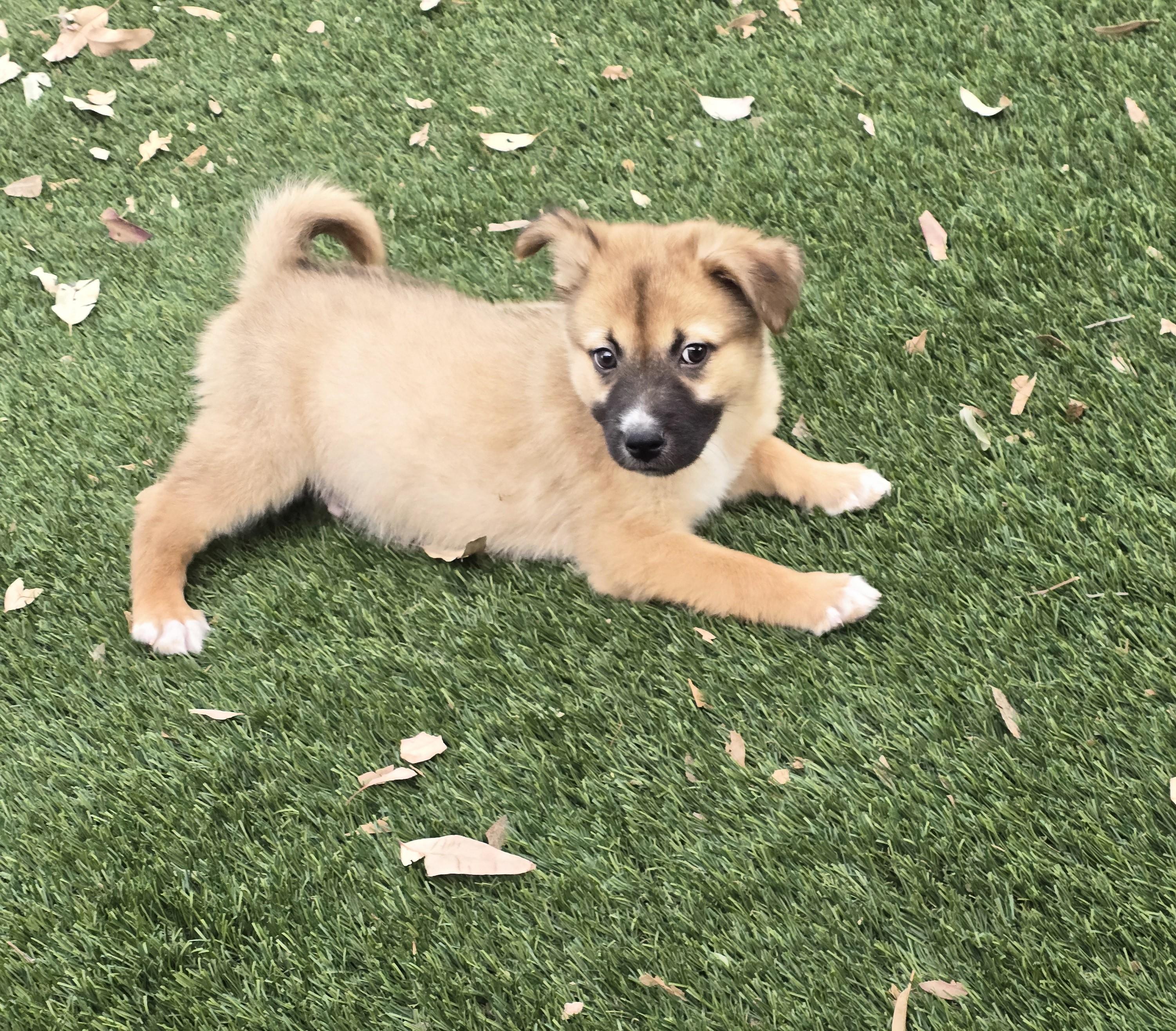 Enlarge Archibald, a ADOPTABLE mixed breed in Apache Junction, AZ image 2/4