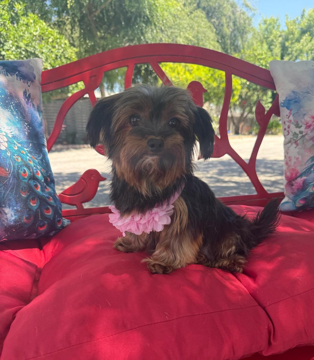 McKenzie, ADOPTABLE, Adult Female Yorkshire Terrier & Shih Tzu.
