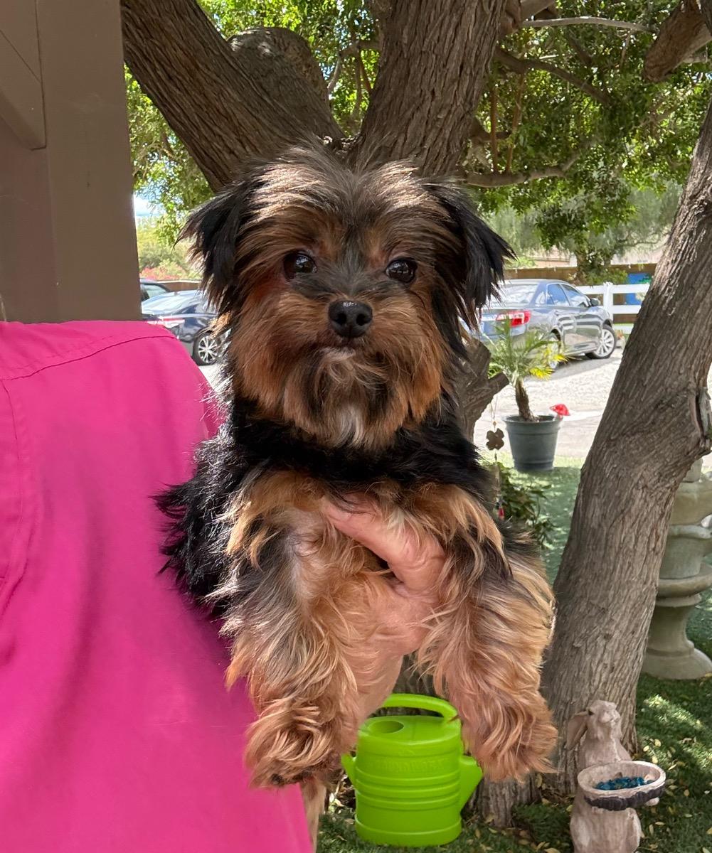 McKenzie, a ADOPTABLE mixed breed in Temecula, CA image 2/4