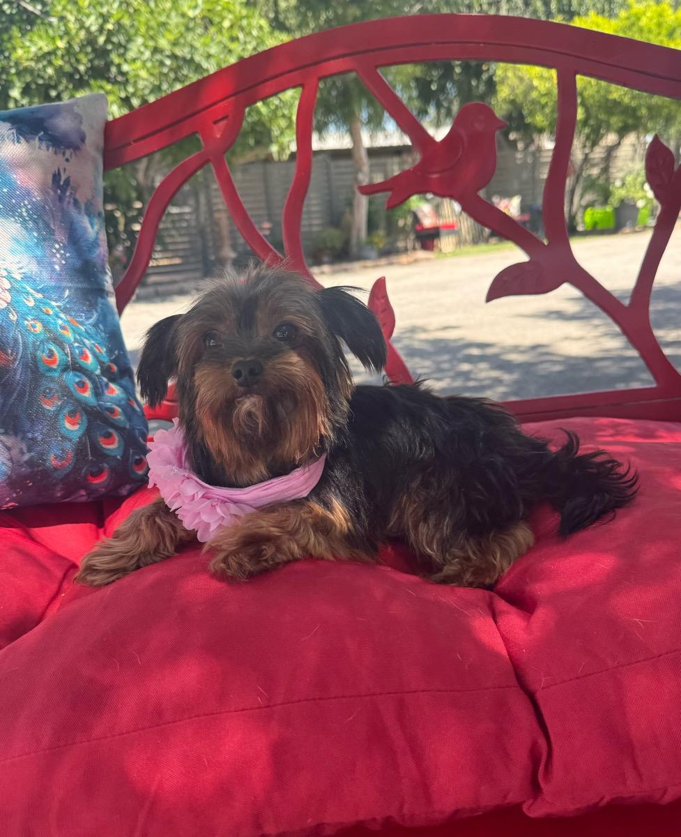 McKenzie, a ADOPTABLE mixed breed in Temecula, CA image 3/4