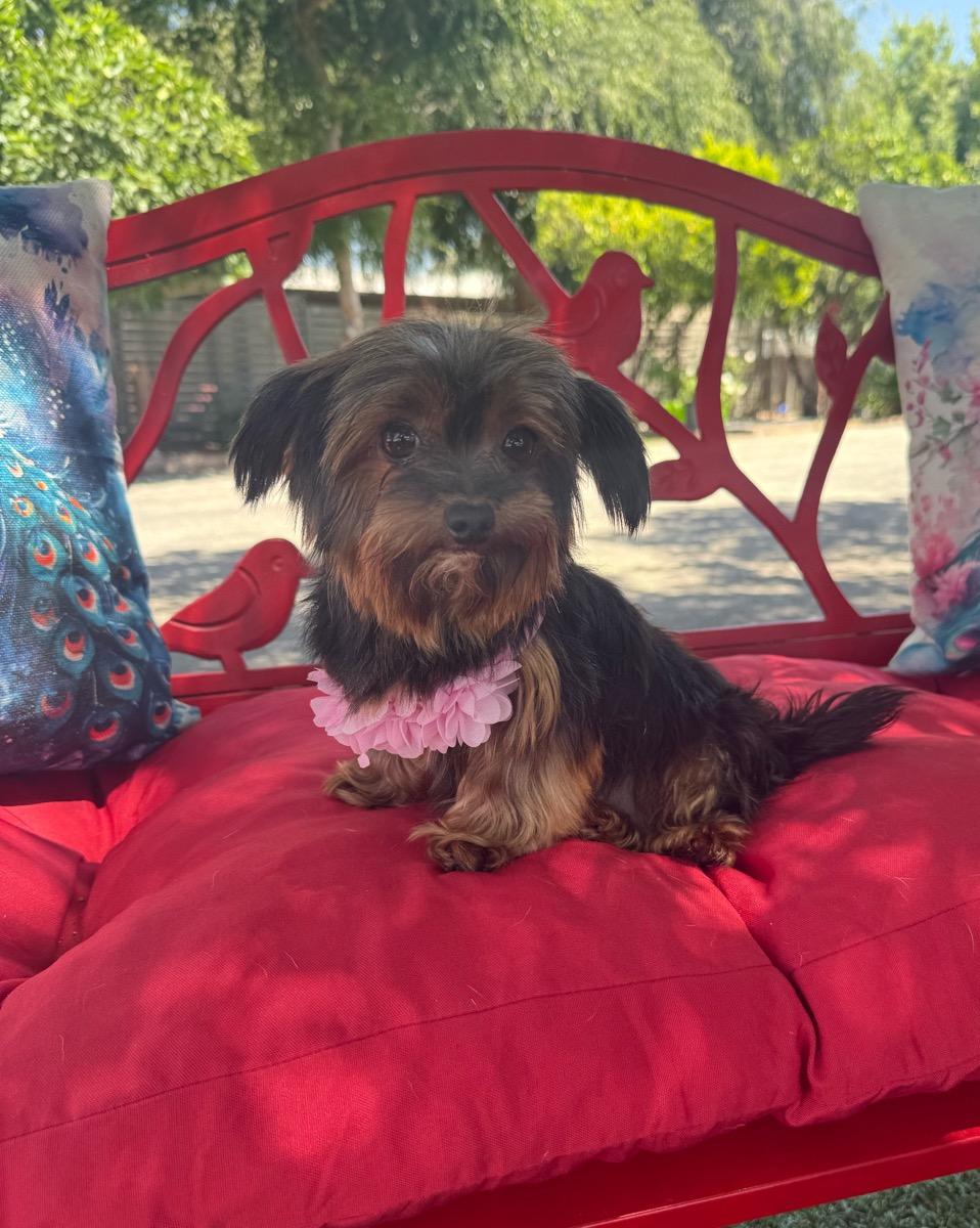 McKenzie, a ADOPTABLE mixed breed in Temecula, CA image 4/4