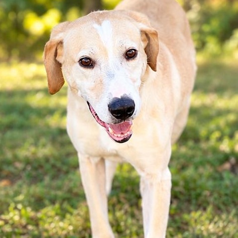 Enlarge Bugg, a Adoptable mixed breed in Allentown, PA image 2/3