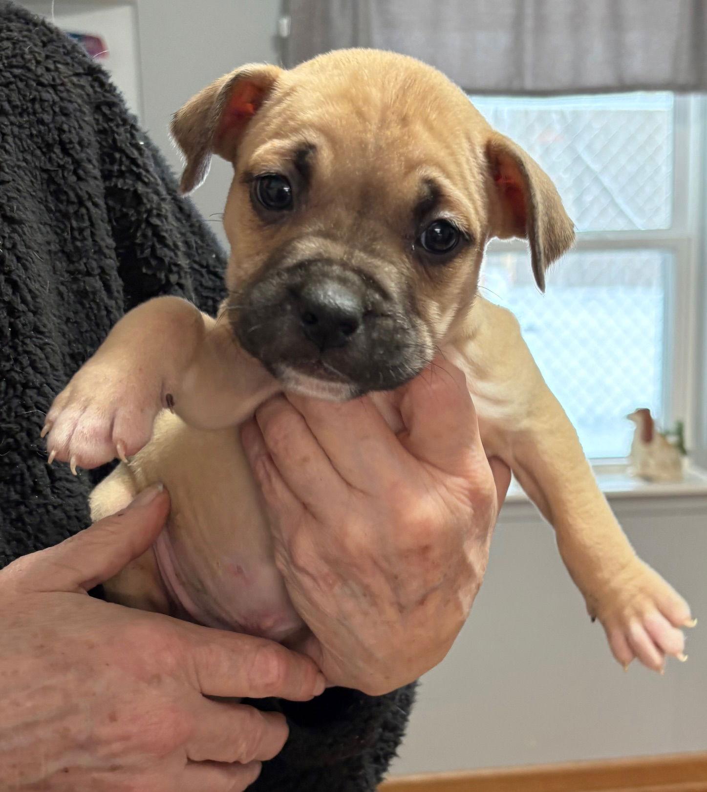 Enlarge Wyatt, a Adoptable Pit Bull Terrier in Oxford, MI image 1/1