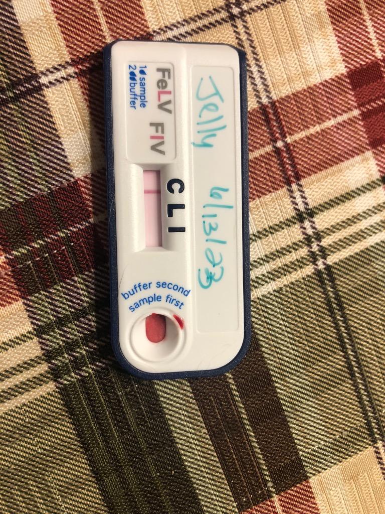 Jelly, Adoptable, Kitten Male Domestic Short Hair.