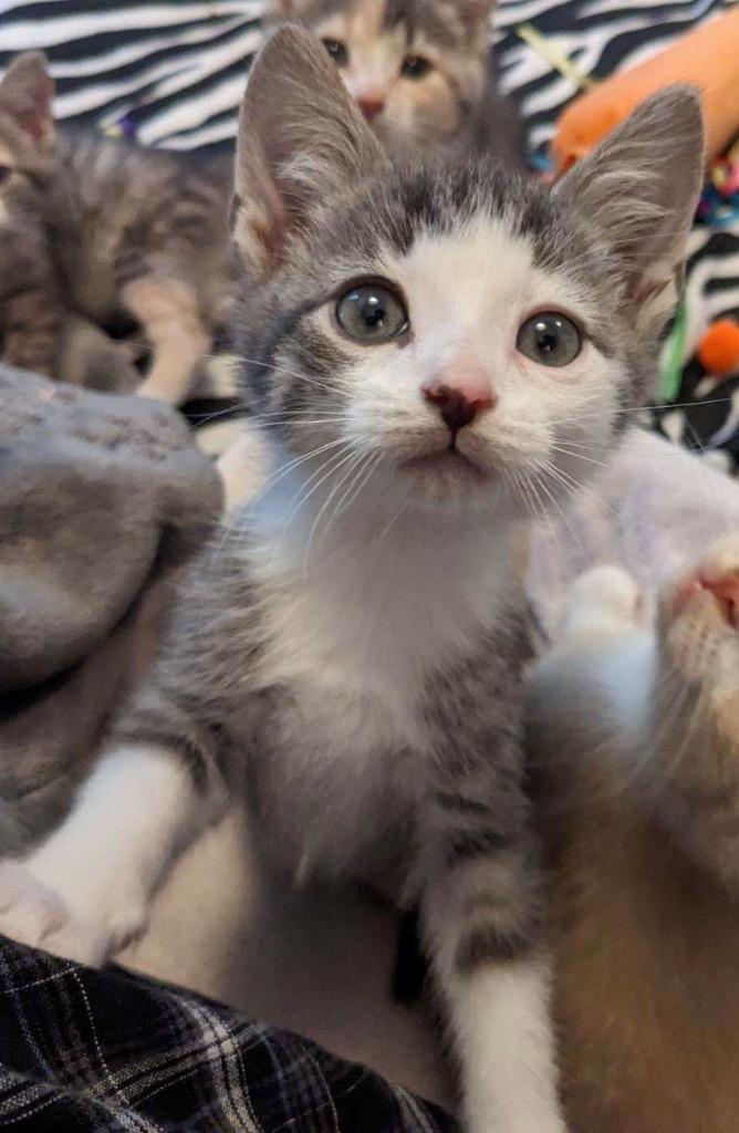 Jelly, a Adoptable Domestic Short Hair in Brainardsville, NY image 2/3