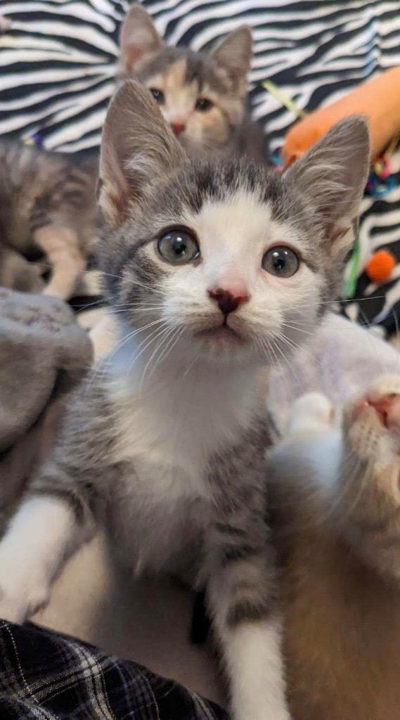 Jelly, a Adoptable Domestic Short Hair in Brainardsville, NY image 3/3