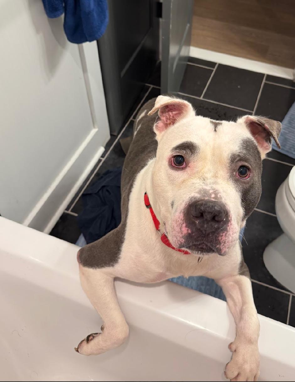 Big Mike, a Adoptable mixed breed in Voorhees, NJ image 1/5