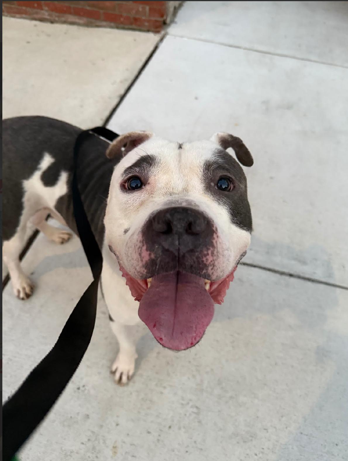 Big Mike, a Adoptable mixed breed in Voorhees, NJ image 2/5