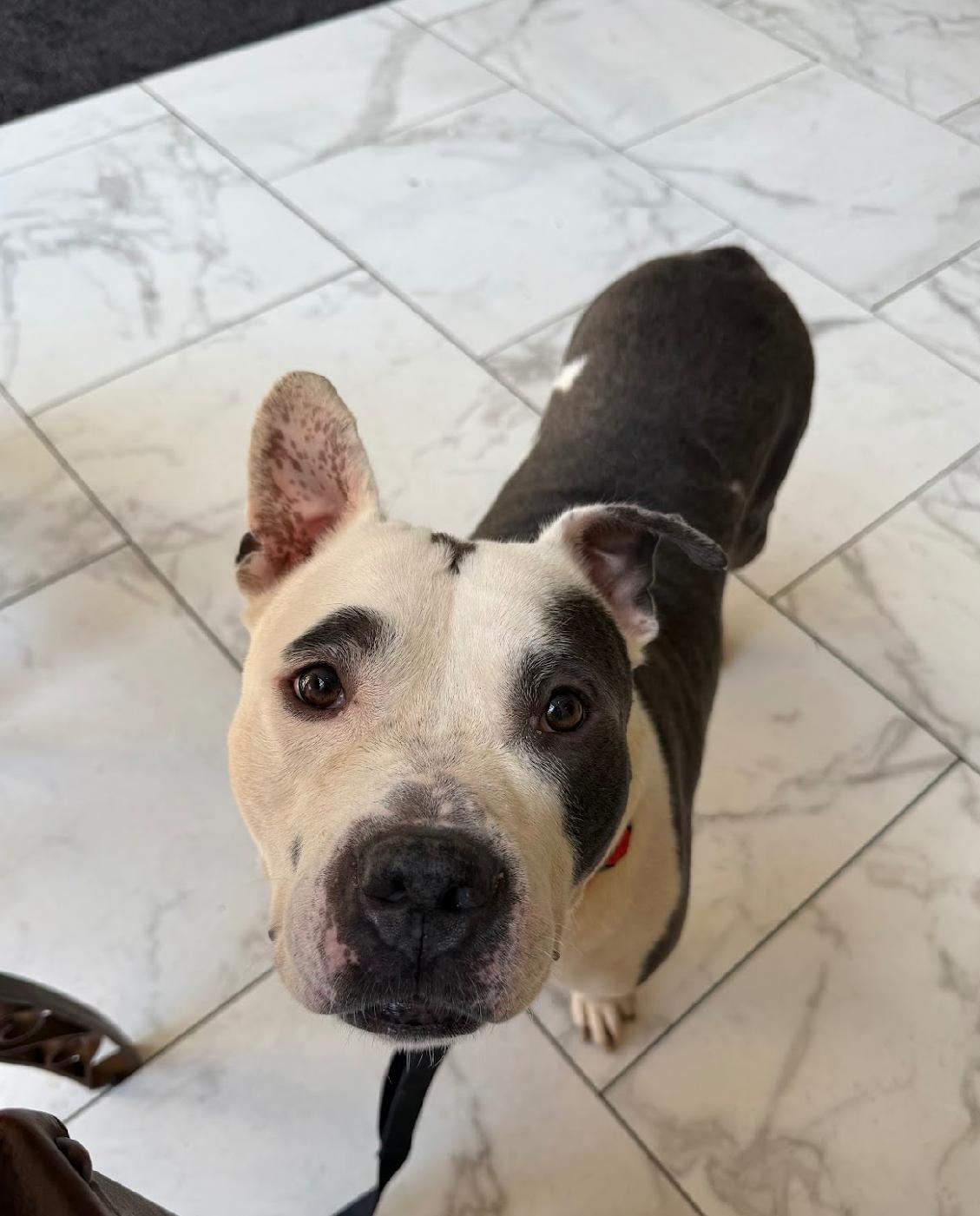 Big Mike, a Adoptable mixed breed in Voorhees, NJ image 3/5