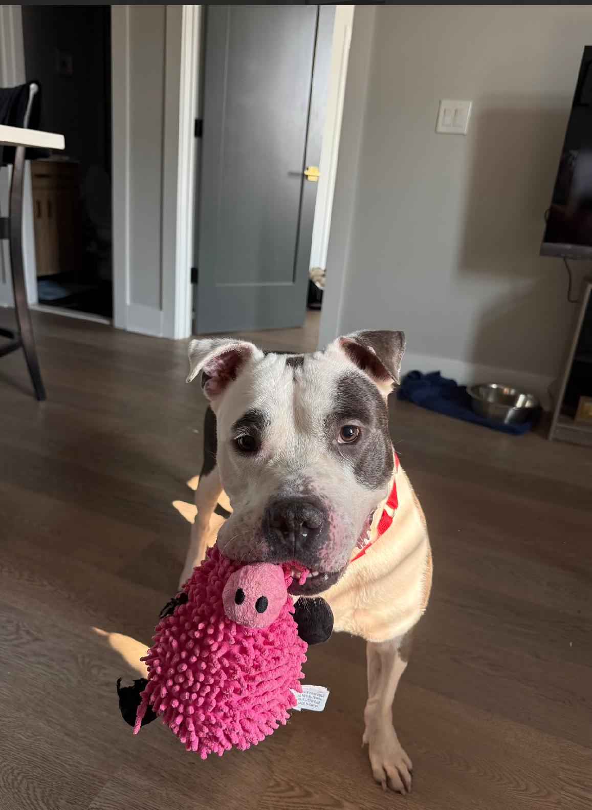 Big Mike, a Adoptable mixed breed in Voorhees, NJ image 4/5