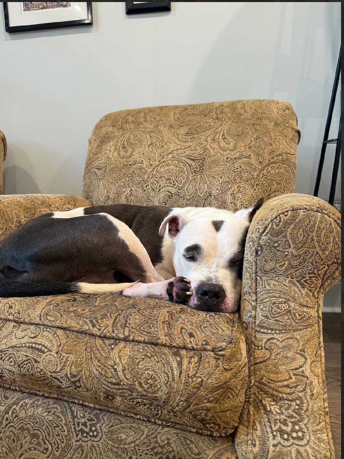 Big Mike, a Adoptable mixed breed in Voorhees, NJ image 5/5