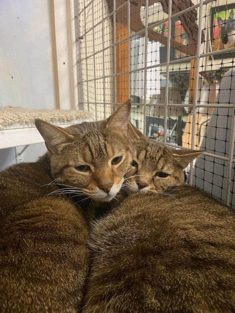 Enlarge Tabby, a Adoptable Tabby in Chicago, IL image 1/2