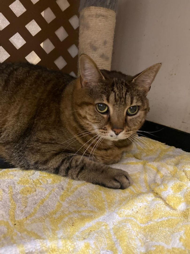Enlarge Tabby, a Adoptable Tabby in Chicago, IL image 2/2