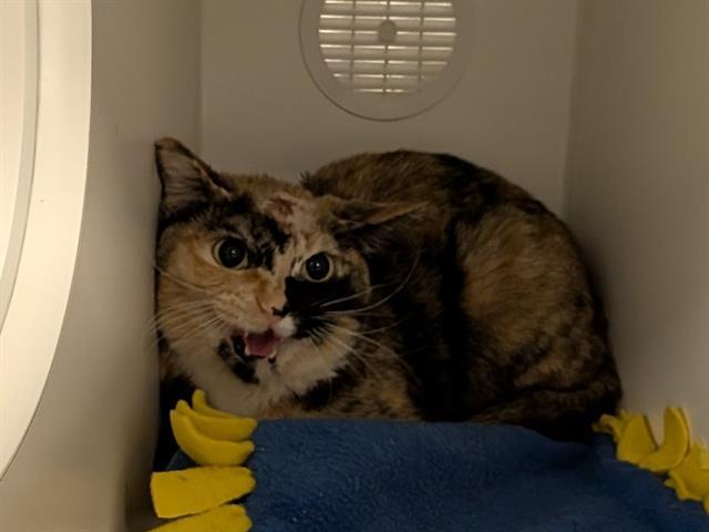 HARLEY, Adoptable, Young Female Domestic Short Hair.