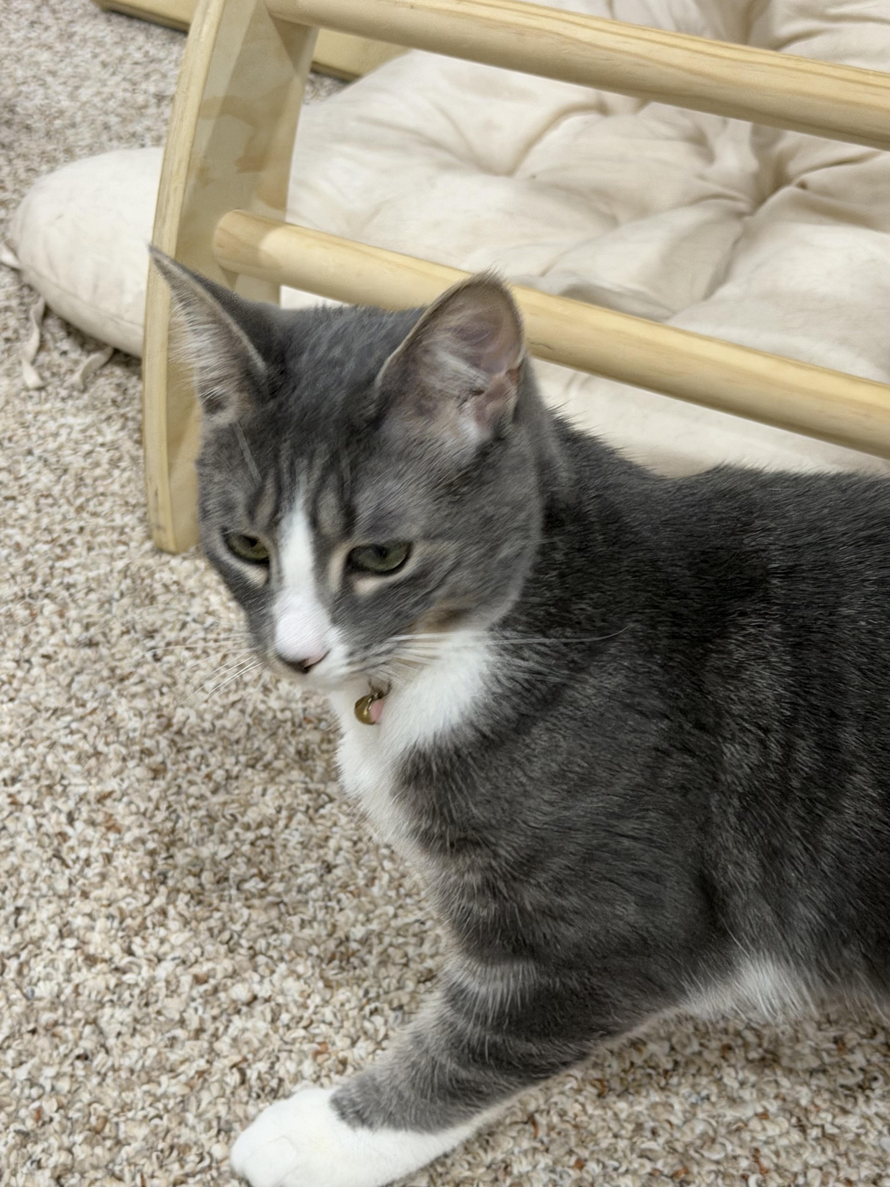 Willow, ADOPTABLE, Young Female Domestic Short Hair.