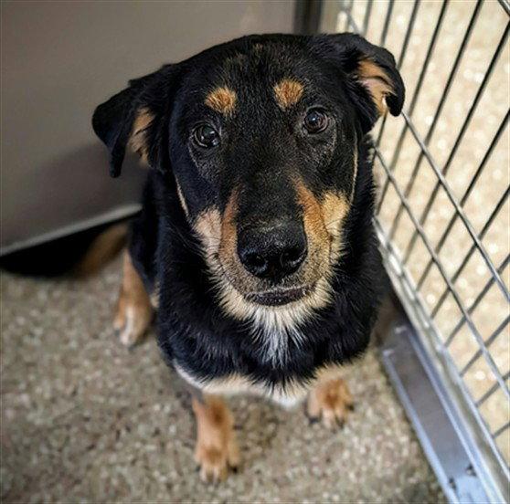 Enlarge SAGA, a Adoptable German Shepherd Dog in Clyde, NC image 1/1