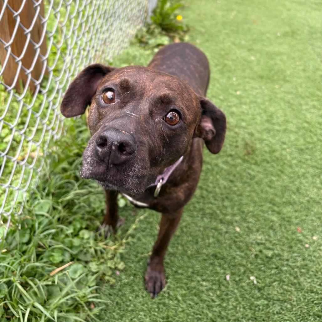Lt Danielle, Adoptable, Adult Female Pit Bull Terrier.