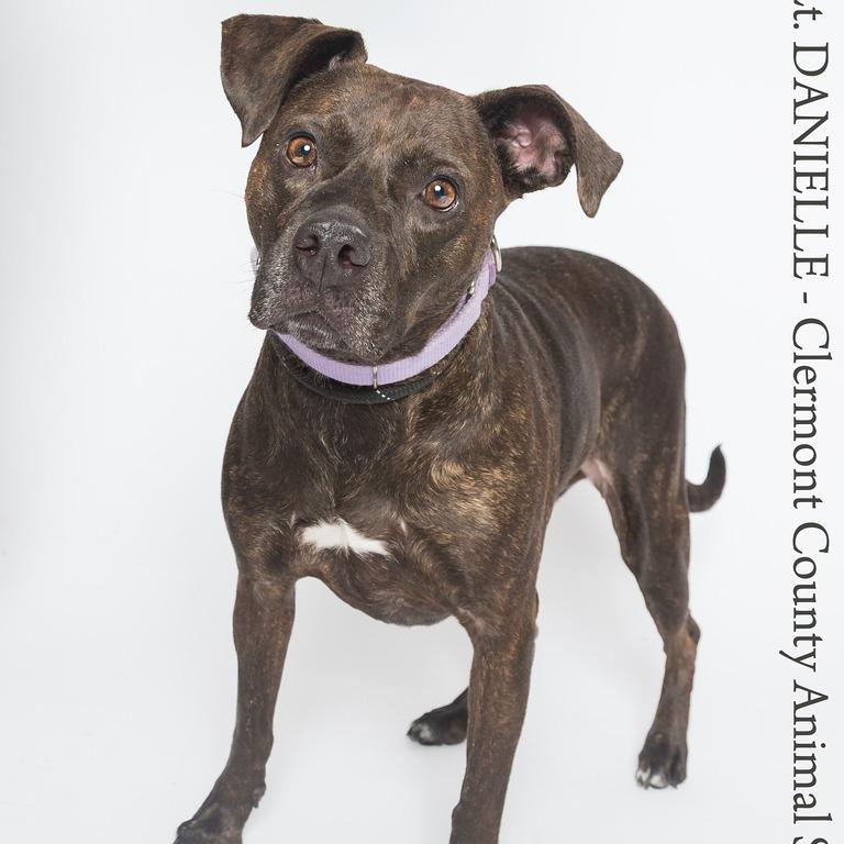 Enlarge Lt Danielle, a Adoptable Pit Bull Terrier in Batavia, OH image 2/6