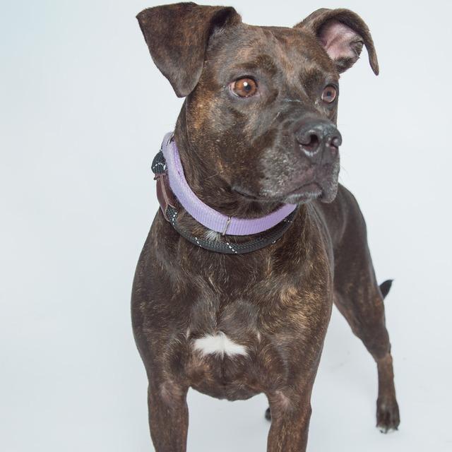 Enlarge Lt Danielle, a Adoptable Pit Bull Terrier in Batavia, OH image 3/6