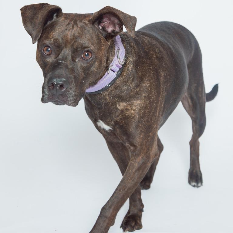 Enlarge Lt Danielle, a Adoptable Pit Bull Terrier in Batavia, OH image 4/6