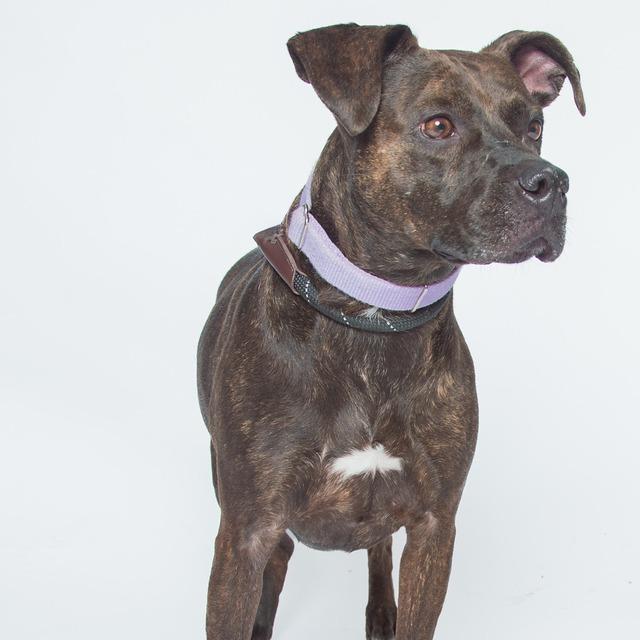 Enlarge Lt Danielle, a Adoptable Pit Bull Terrier in Batavia, OH image 5/6