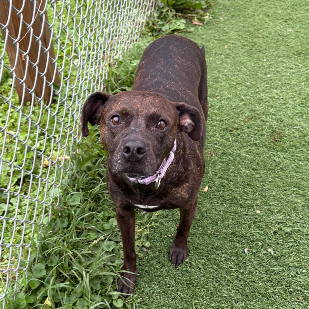 Enlarge Lt Danielle, a Adoptable Pit Bull Terrier in Batavia, OH image 6/6
