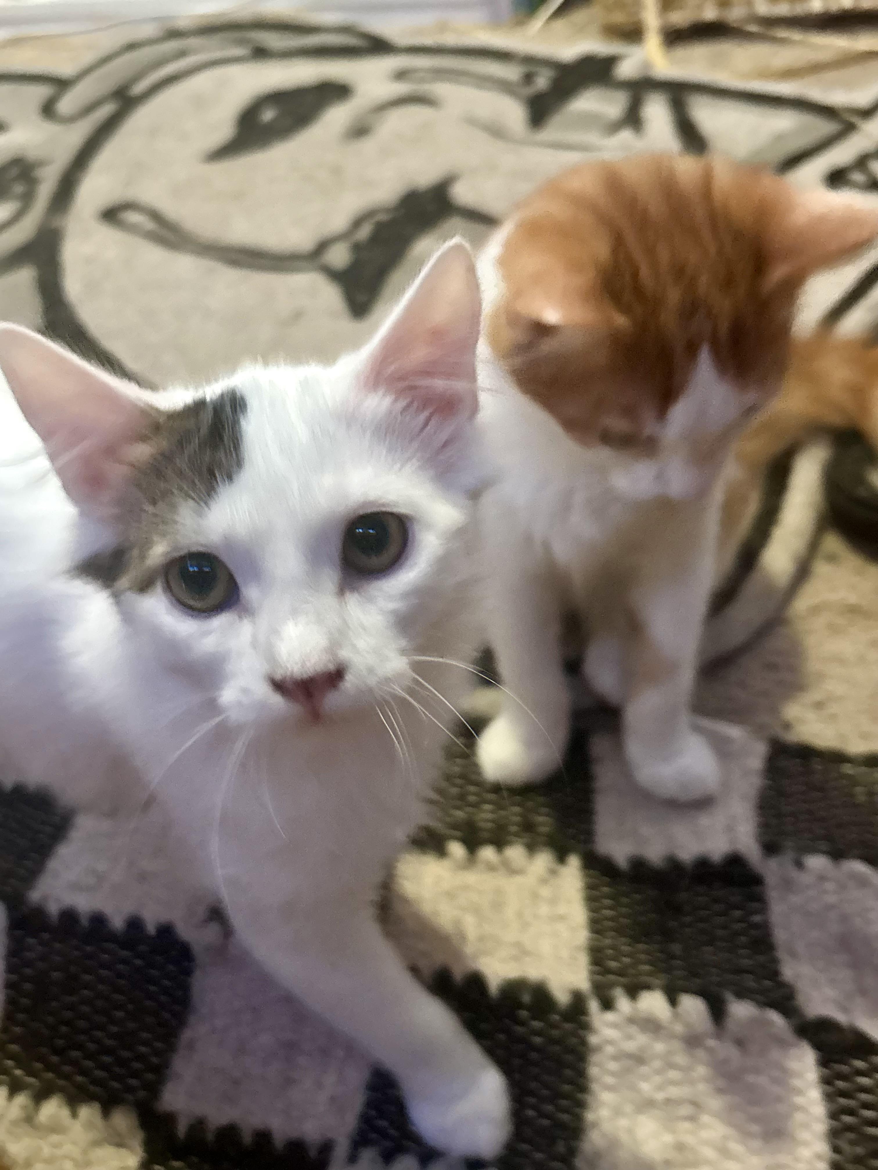 Enlarge Pee-Wee and Nugget, an adopted mixed breed in Mission Viejo, CA image 1/6