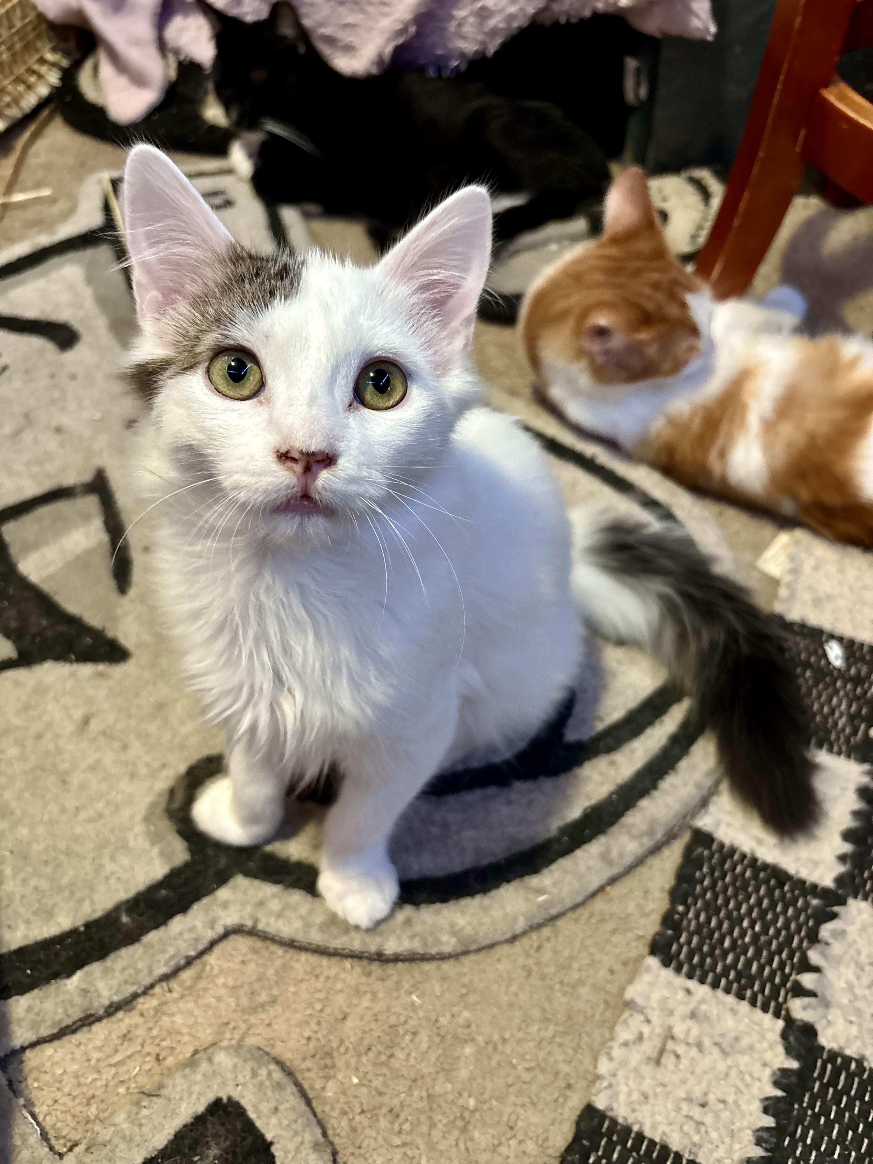 Enlarge Pee-Wee and Nugget, an adopted mixed breed in Mission Viejo, CA image 3/6