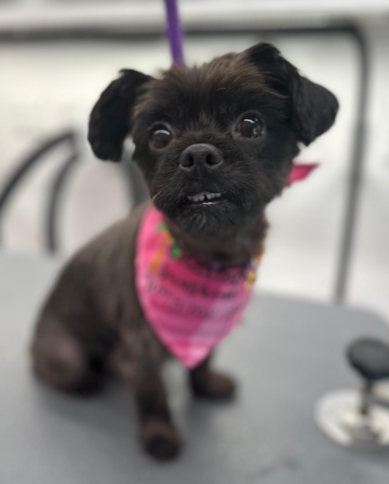COURTESY POST FOR WASA:  Poppy, an adoptable Havanese, Shih Tzu in Westport, CT, 06880 | Photo Image 1