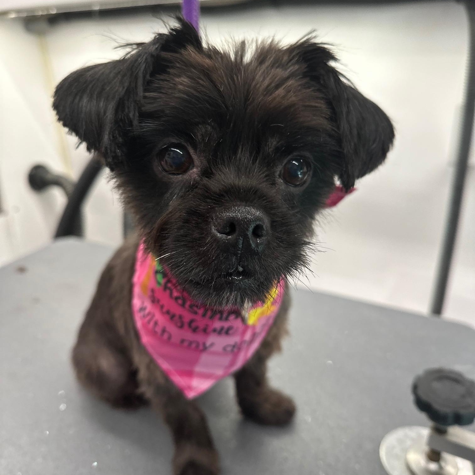 COURTESY POST FOR WASA:  Poppy, an adoptable Havanese, Shih Tzu in Westport, CT, 06880 | Photo Image 3