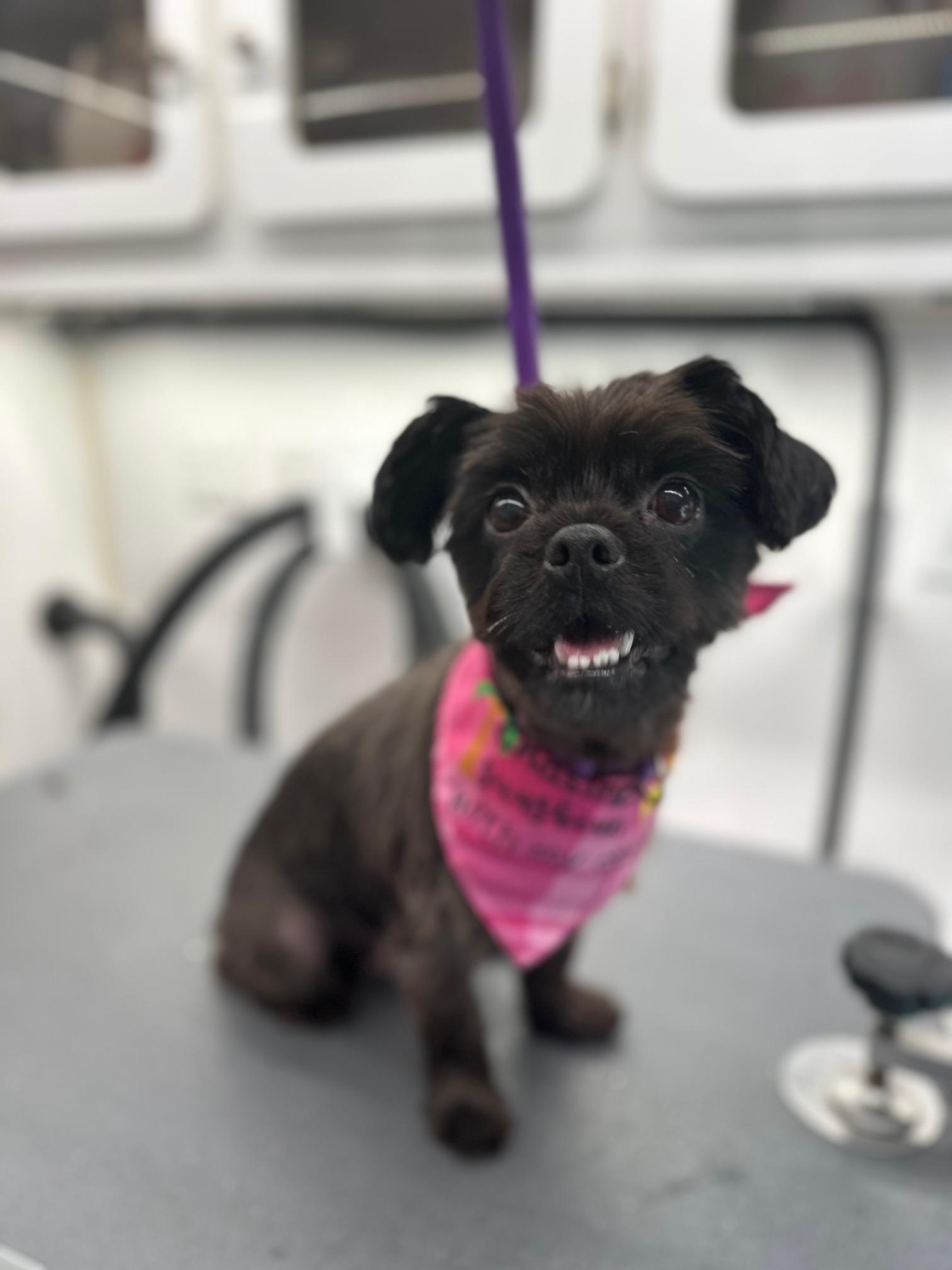 COURTESY POST FOR WASA:  Poppy, an adoptable Havanese, Shih Tzu in Westport, CT, 06880 | Photo Image 2