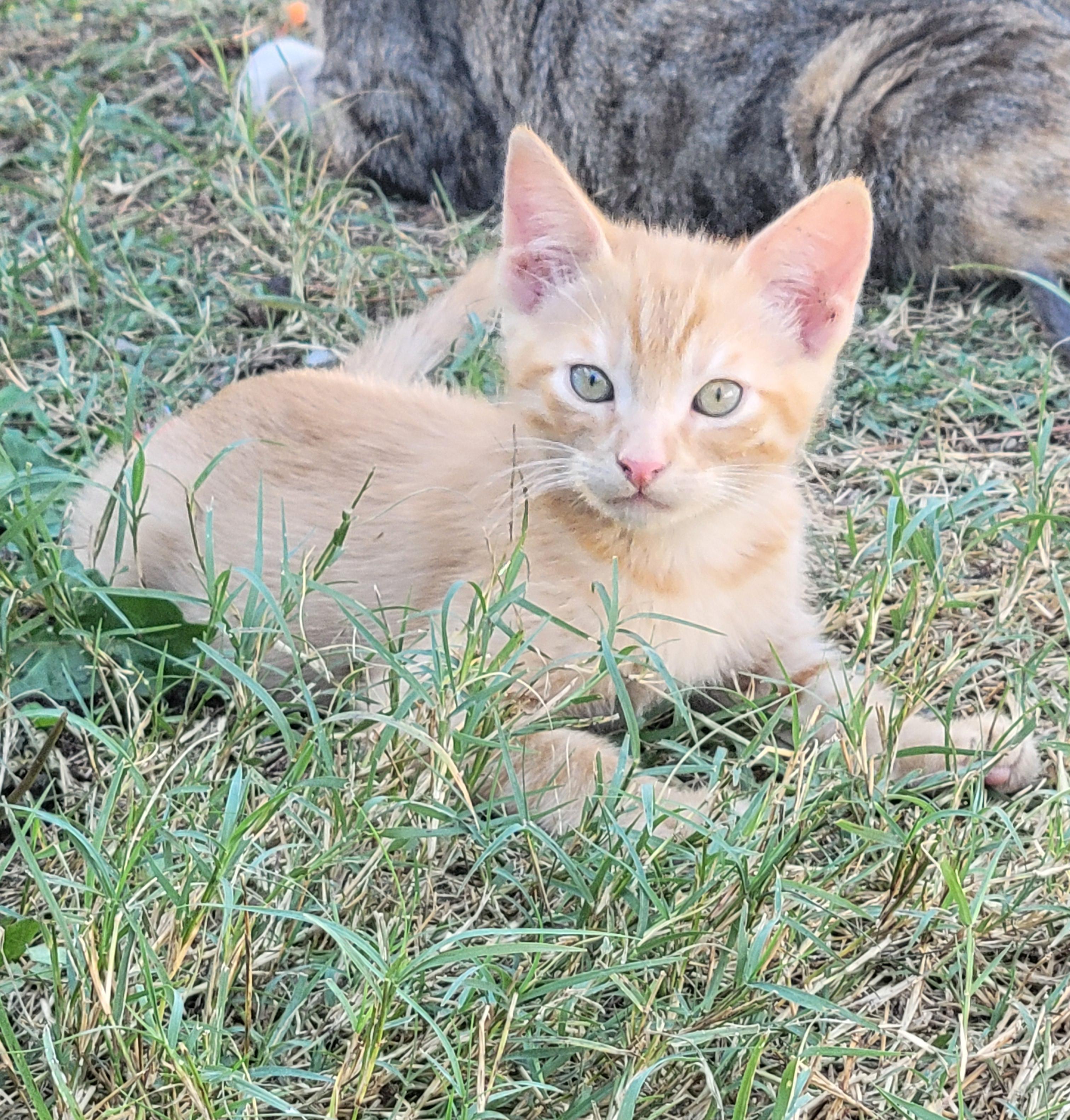 Donnie, Adopted, Kitten Male Domestic Medium Hair.