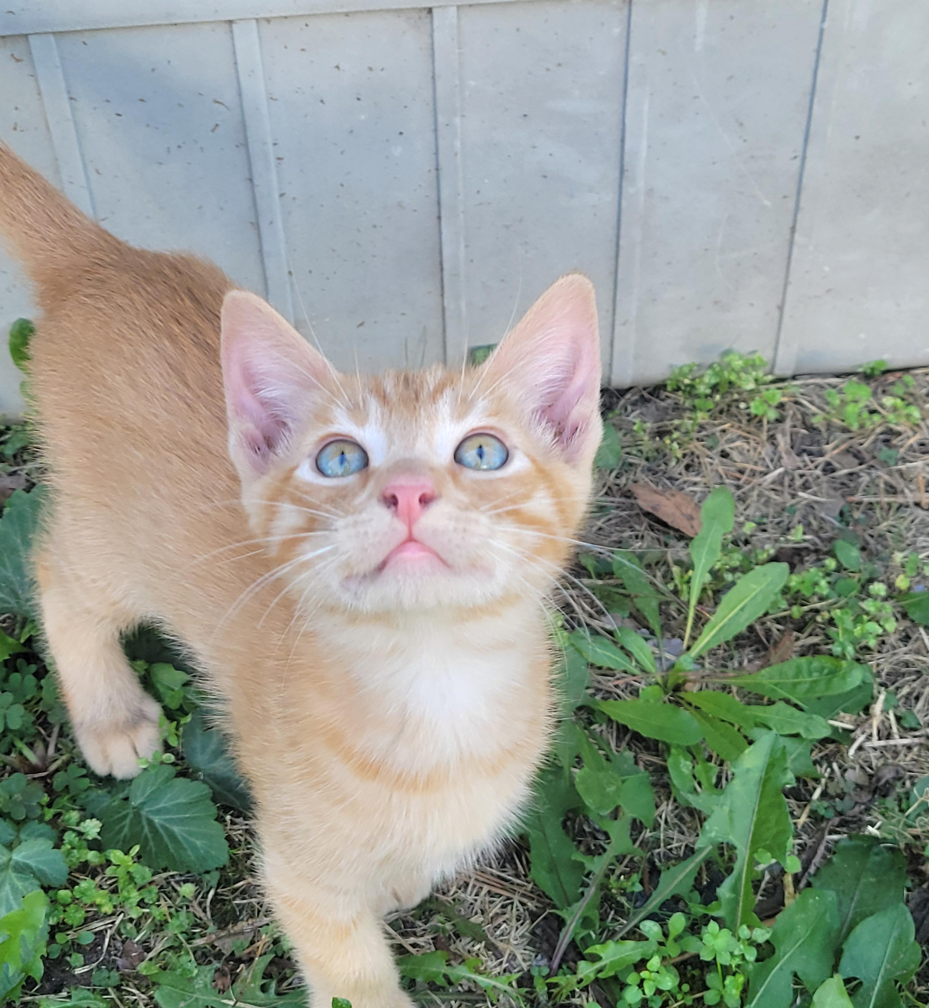Enlarge Donnie, a Adopted Domestic Medium Hair in Okmulgee, OK image 2/2