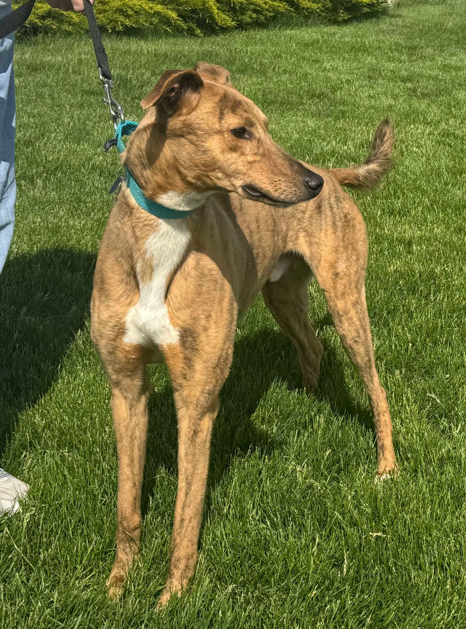Mick, Adult Male Greyhound