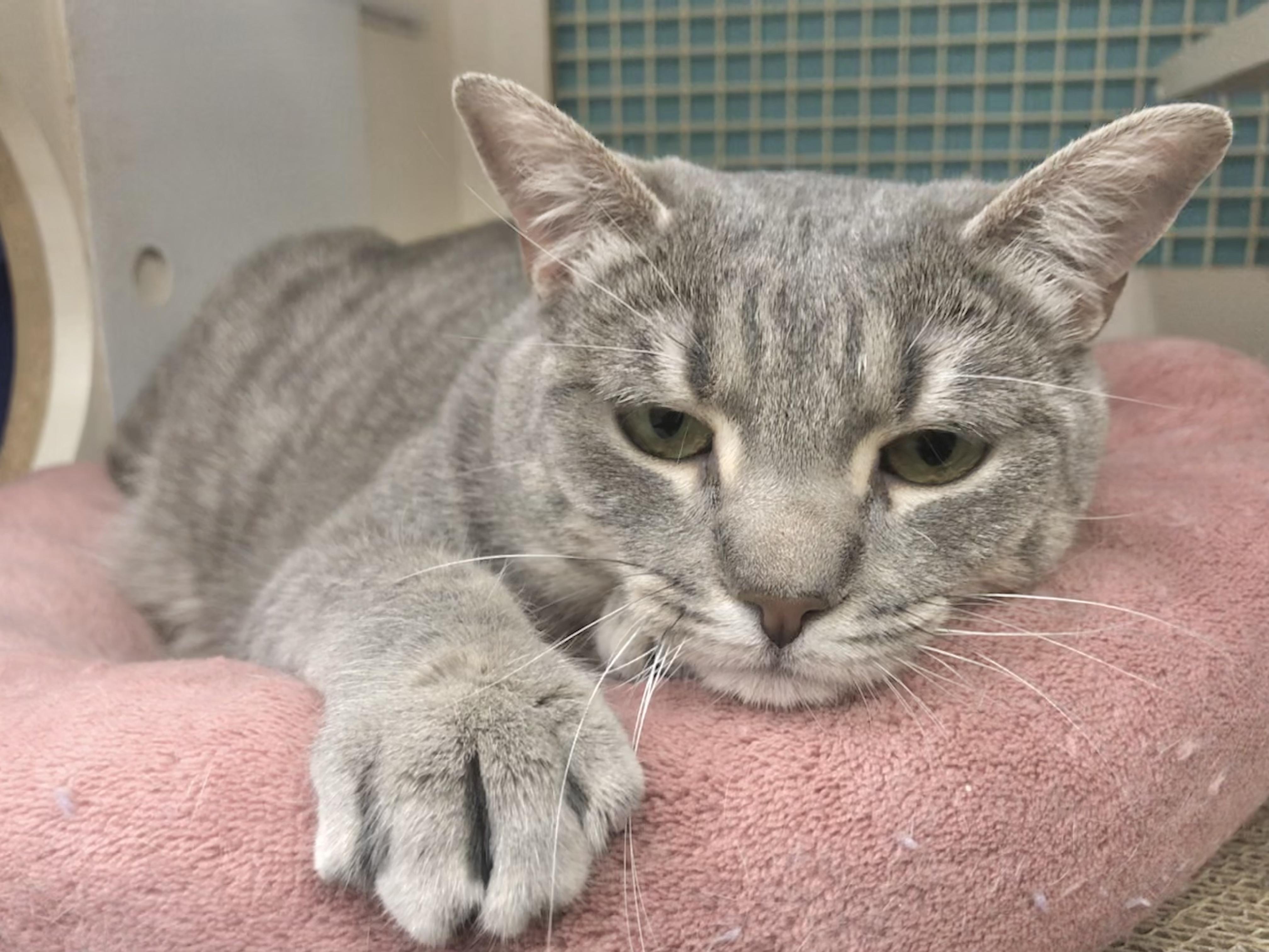 Glacier — thumbnail 3