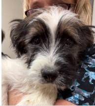 Beau, Adoptable, Puppy Male Terrier.