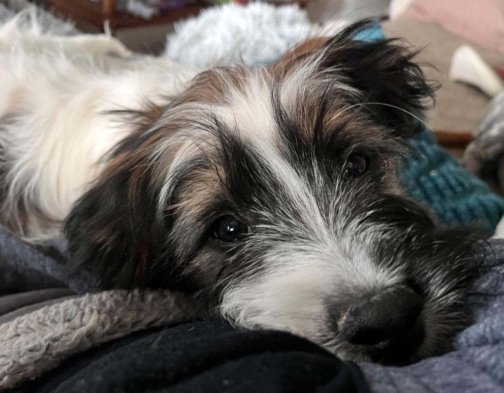 Enlarge Beau, a Adoptable mixed breed in West Bloomfield, MI image 2/5