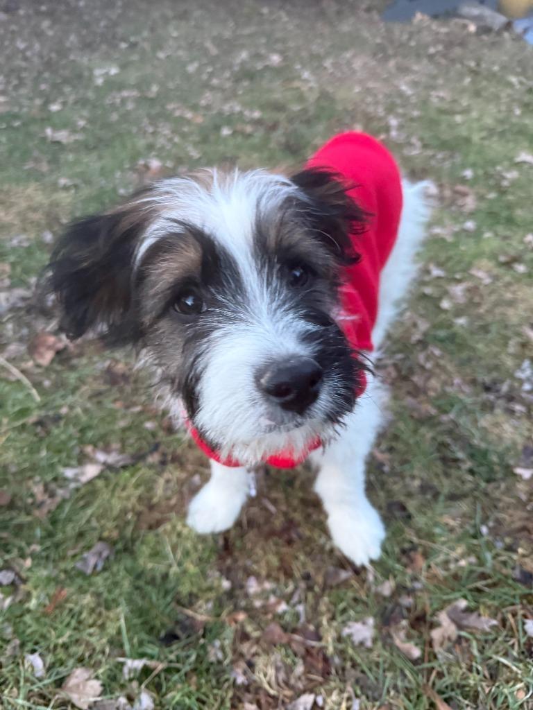 Enlarge Beau, a Adoptable mixed breed in West Bloomfield, MI image 3/5