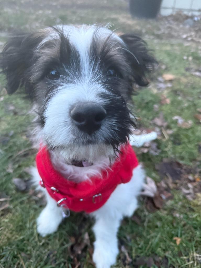 Enlarge Beau, a Adoptable mixed breed in West Bloomfield, MI image 4/5