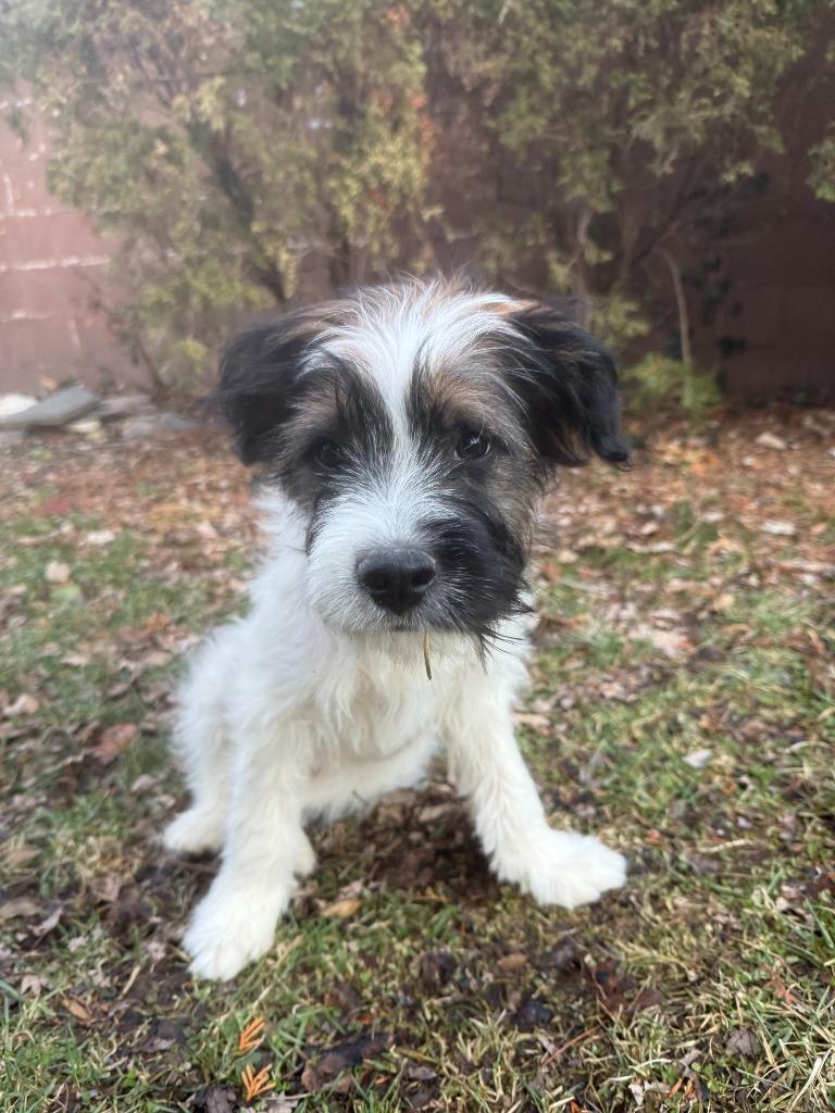 Enlarge Beau, a Adoptable mixed breed in West Bloomfield, MI image 5/5