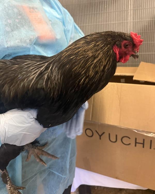 Enlarge Ninja, a Adoptable Chicken in Novato, CA image 1/2